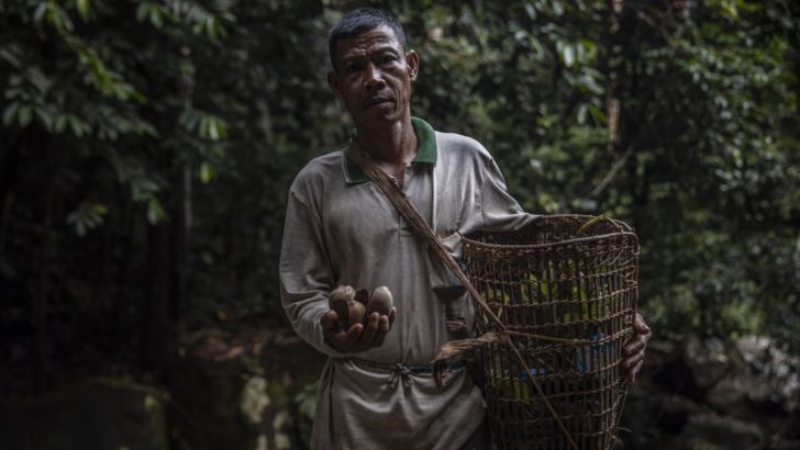 Forestwise Wild-Harvested Rainforest Ingredients