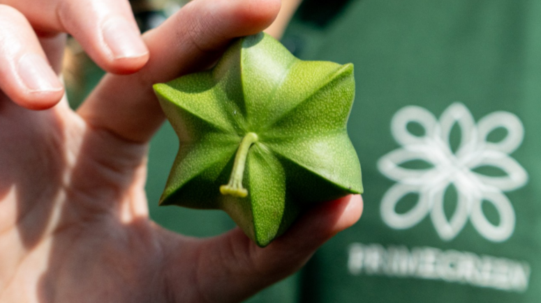 Primegreen in a Nutshell: Pure and Premium Specialty Ingredients for innovative Formulations