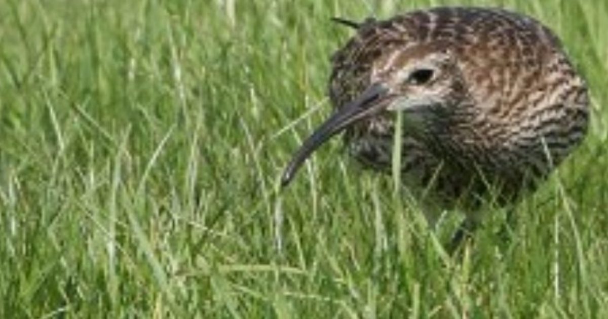 Wetland Bird Count | Elmley Nature Reserve