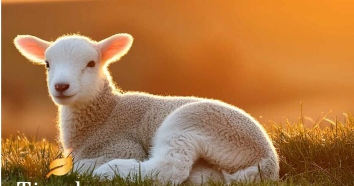 Wool Carpet Natural Rich Twist Furlong Flooring